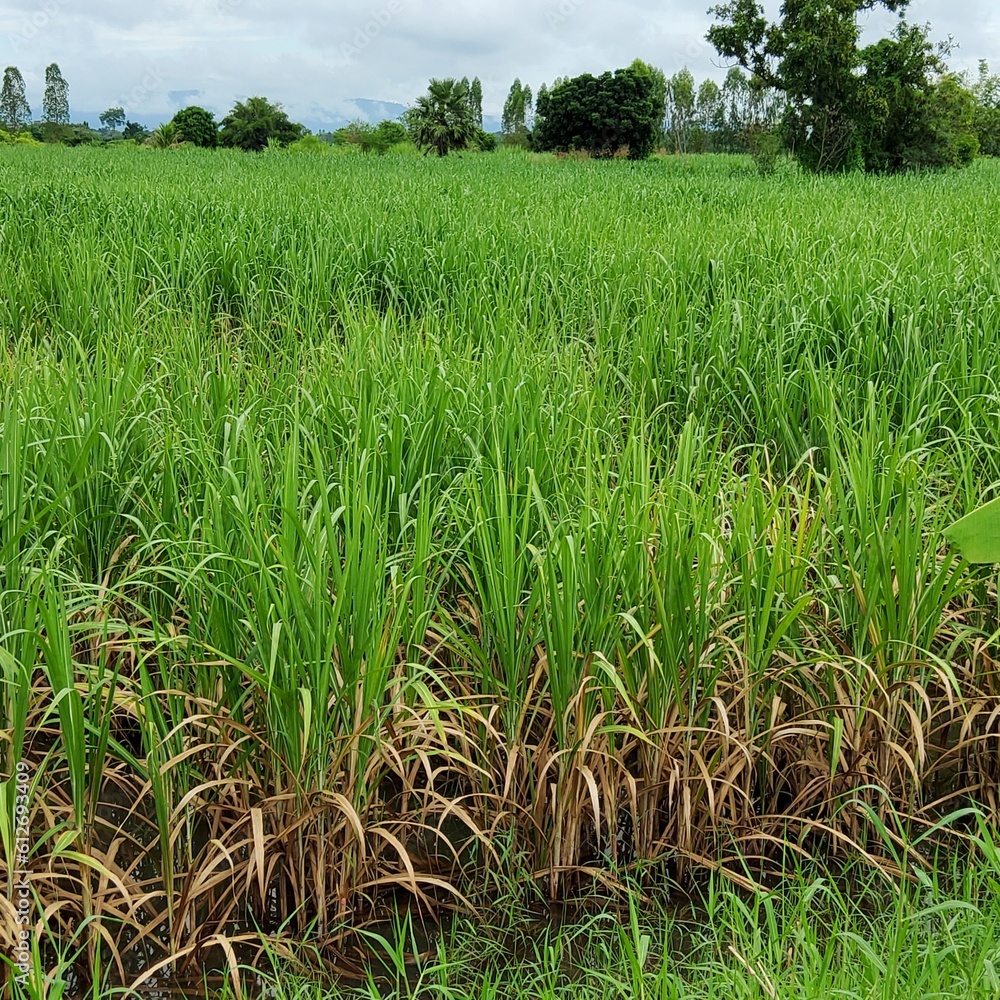 Obraz premium green rice field