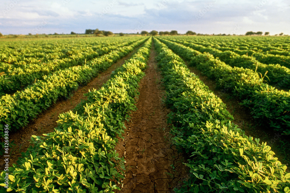 Rows of groundnut crops in field in Gujarat, India