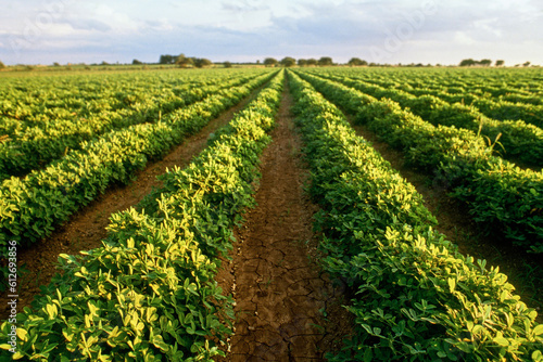 Rows of groundnut crops in field in Gujarat, India photo