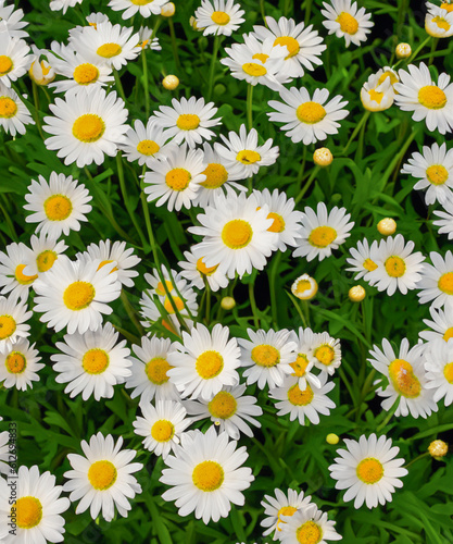 white chamomiles on green grass background.
