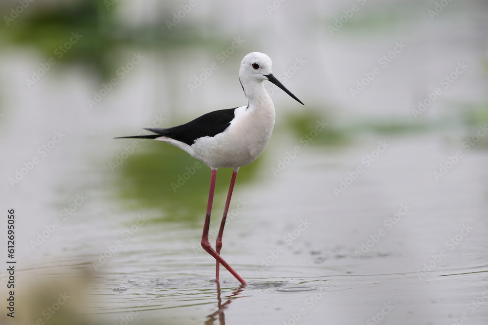 Black-winged Stilt (Himantopus himantopus) family in Japan Black-winged Stilt (Himantopus himantopus) family in Japan