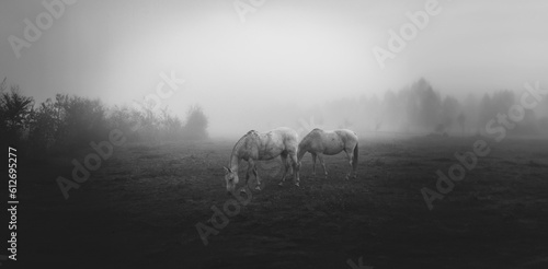 Fototapeta Naklejka Na Ścianę i Meble -  Two hoses in a foggy, autumn meadow.