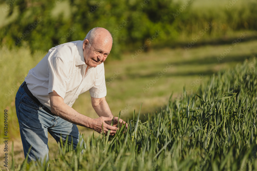 Fototapeta premium old man's hands touch the wheat in the field