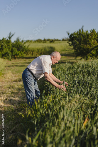 old man's hands touch the wheat in the field