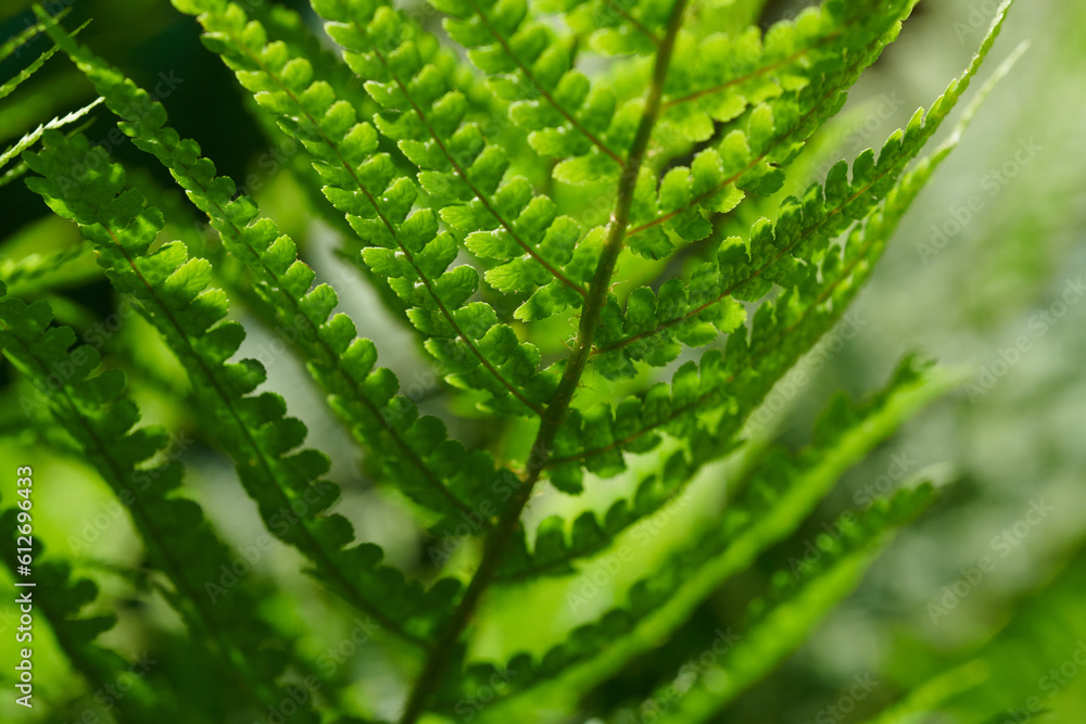 Close up of green ferns growing in nature sunshine Close up of green ferns growing in nature sunshine