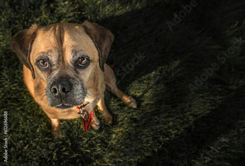 Young brown dog looking up with sad face