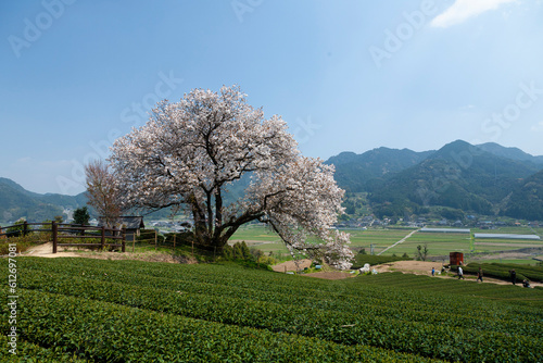 佐賀県　嬉野市　百年桜　桜　春　茶畑　日本の風景