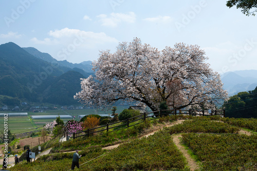 佐賀県　嬉野市　百年桜　桜　春　茶畑　日本の風景