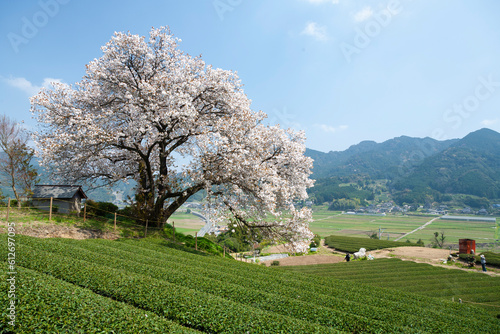佐賀県　嬉野市　百年桜　桜　春　茶畑　日本の風景