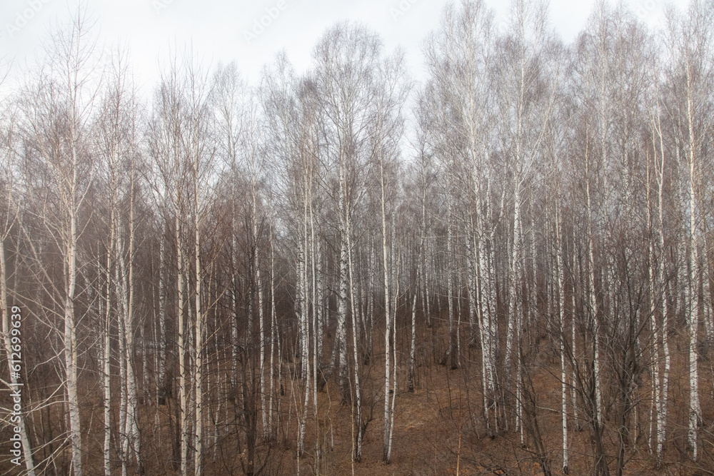 Birch forest in early spring. Early spring forest. Early spring forest. the first warm days