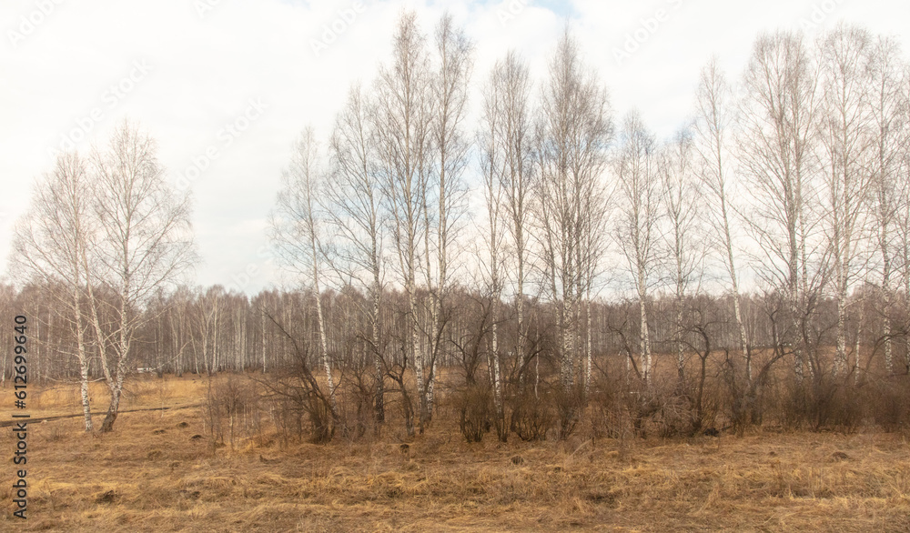 Birch forest in early spring. Early spring forest. Early spring forest. the first warm days Birch forest in early spring. Early spring forest. Early spring forest. the first warm days