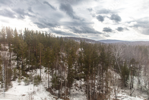 Birch forest in early spring. Early spring forest. Early spring forest. the first warm days