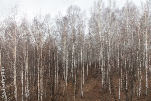 Birch forest in early spring. Early spring forest. Early spring forest. the first warm days