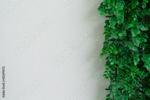 ivy on wall
