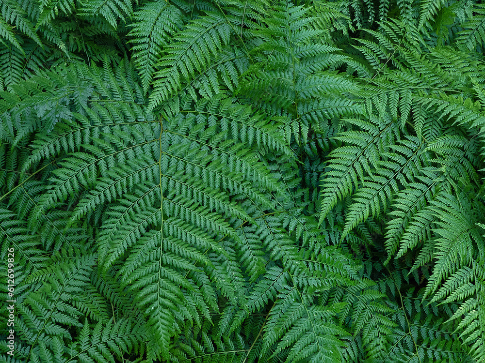 Intertwined and layered fern leaf pattern