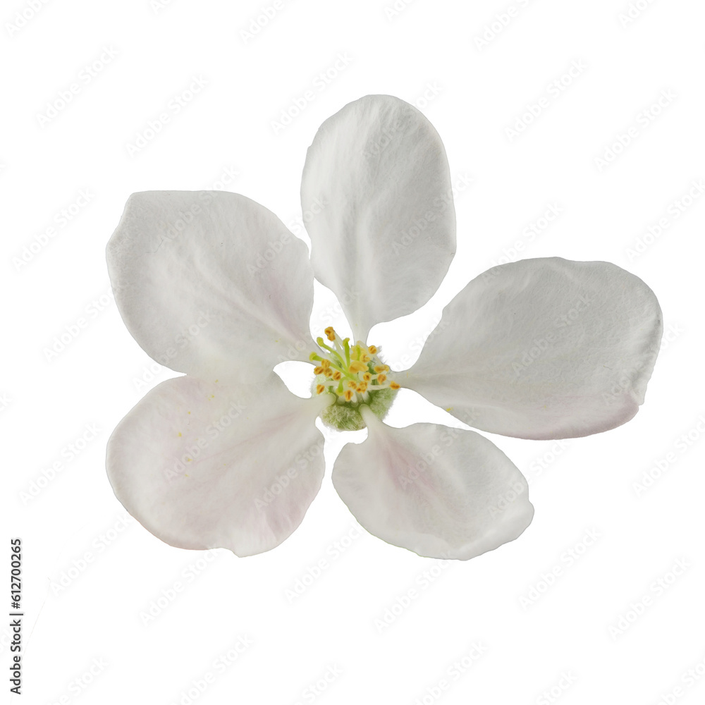 apple tree branch with leaves and inflorescences, isolated on a white background apple tree branch with leaves and inflorescences, isolated on a white background