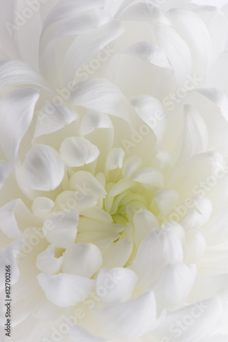 white petals of a blooming chrysanthemum, floral pattern © Елена Челышева