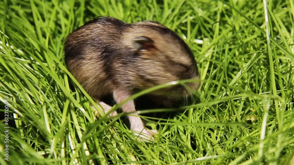 A newborn mouse crawls on the green grass, hamster is sitting on a green lawn. A newborn mouse crawls on the green grass, hamster is sitting on a green lawn.