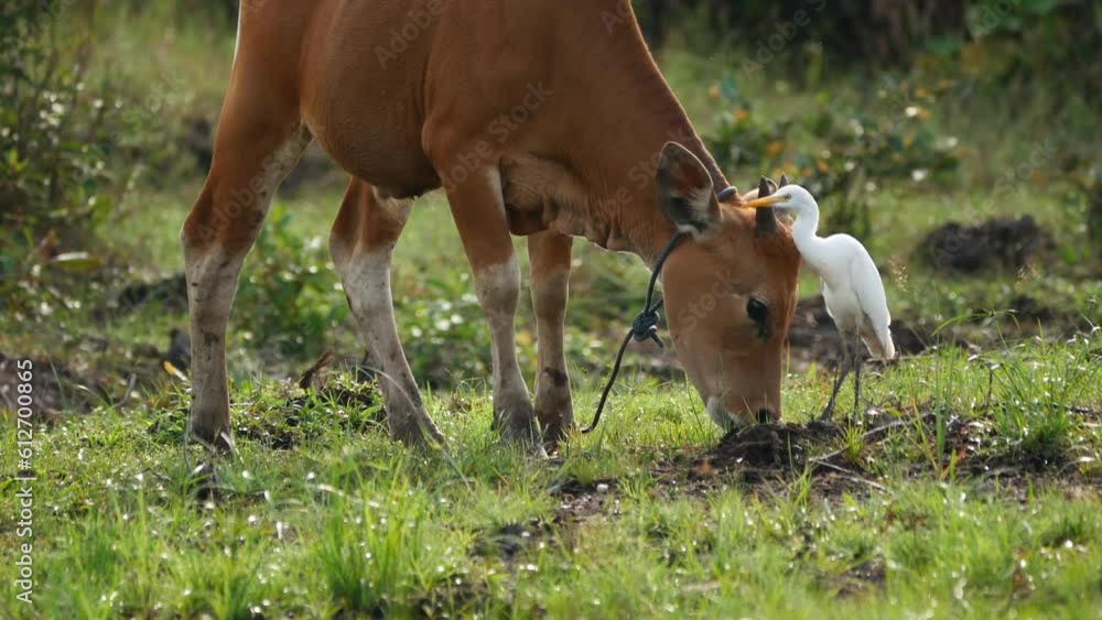 Balinese cow (Bibos javanicus) eating grass with egrets (Bubulcus ibis ...