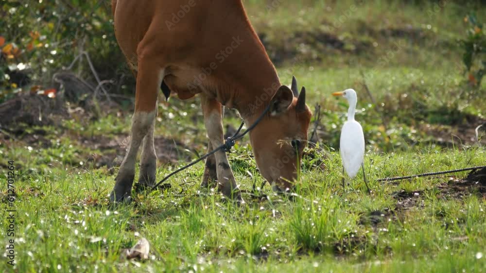 Balinese cow (Bibos javanicus) eating grass with egrets (Bubulcus ibis ...