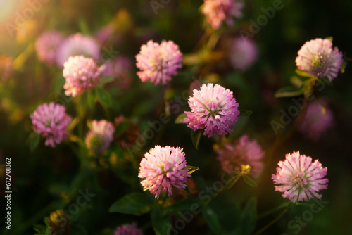 Red clover flower Trifolium pratense close-up  in a meadow of clover and wild herbs  in natural soft sunset sunlight.