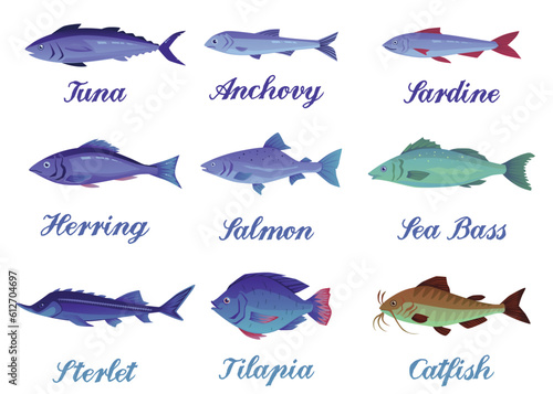 Set of different sea fishes with names, flat vector illustration isolated on white background.