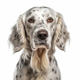 english setter dog portrait isolated on white background, ai generative