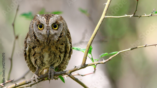 owl on branch look to.me