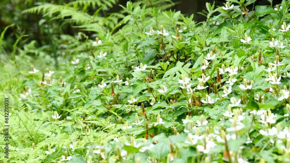 雨と草木 雨と草木
