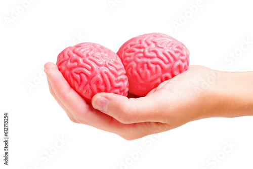 Two Human Brains in Hand on White