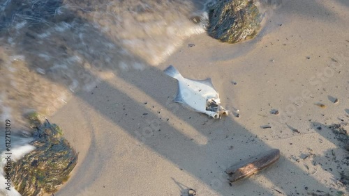 Dead flounder fish on the surf. Baltic Sea.