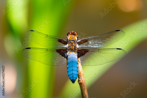 Broad-bodied chaser or darter (Libellula depressa), is a common dragonfly in Europe. It’s distinctive with a broad flattened abdomen, 4 wing patches and, in the male, the abdomen becomes pruinose blue © ON-Photography
