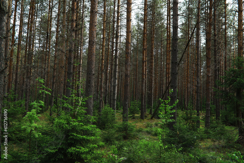 Fir branches with cones. Pinery. Trees in the forest. Glare of the sun. © alexkich