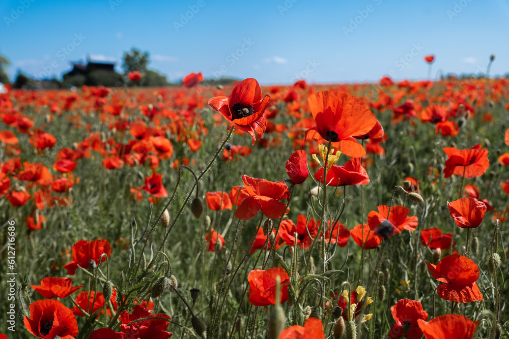 Obraz premium field of poppies