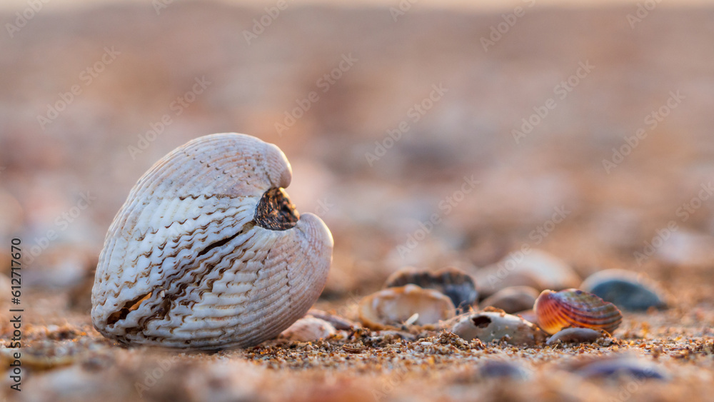 Obraz premium Seashell close-up on a sandy beach. One double-leaf shell on the beach by the sea