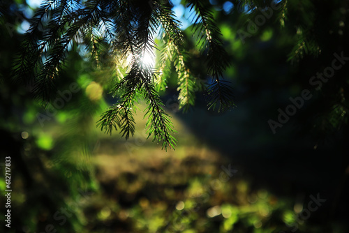 Spring nature background. Greenery of trees and grasses on a sunny spring morning. Forest landscape.