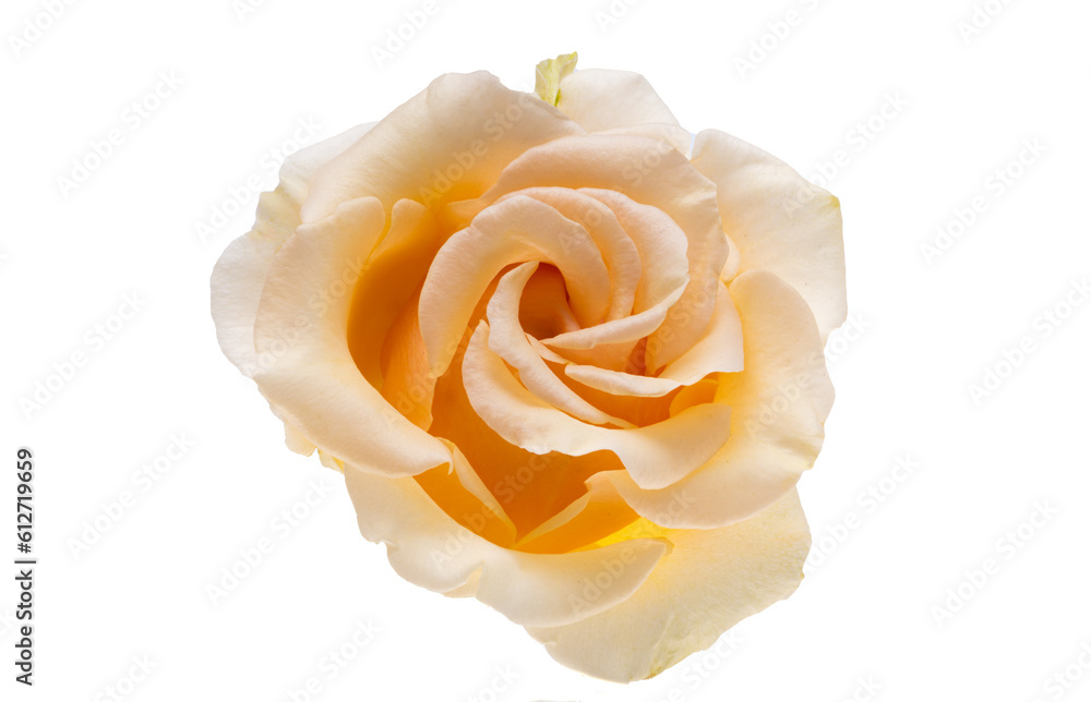 peach color rose isolated peach color rose isolated