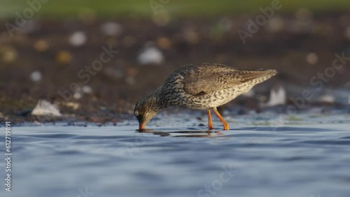 Redshank Tureluur hunts for prey using its bill in shallows of wetland photo