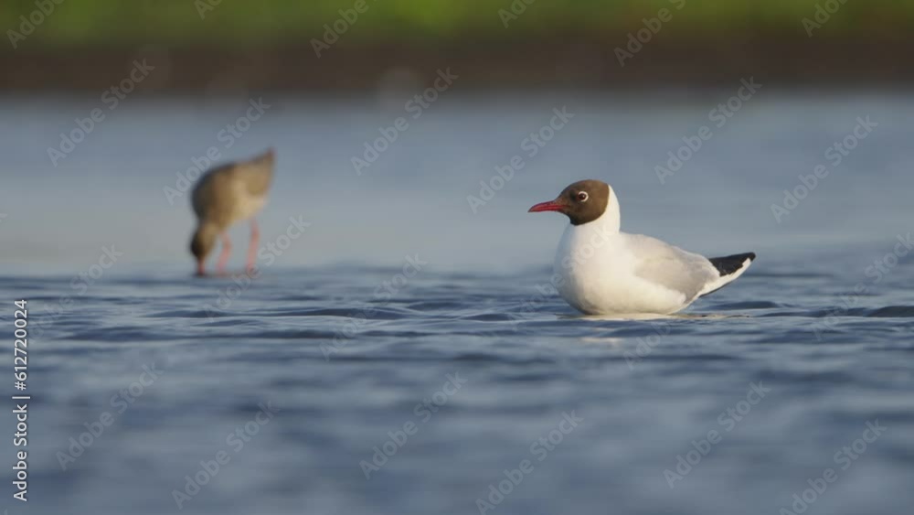 Closeup view of black-headed gull in water with rack-focus toward head of swan Closeup view of black-headed gull in water with rack-focus toward head of swan