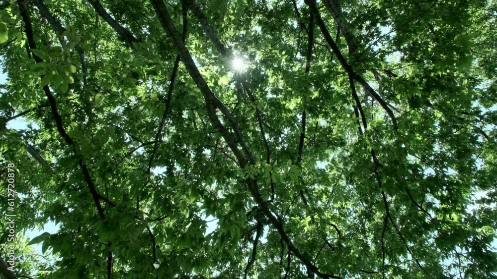 森の木の葉の隙間から、キラキラ・ギラギラ輝く太陽の日差し、木漏れ日 夏・夏休み・日焼け・紫外線・太陽・天気・熱中症・アウトドア・バカンスのイメージ 森の木の葉の隙間から、キラキラ・ギラギラ輝く太陽の日差し、木漏れ日 夏・夏休み・日焼け・紫外線・太陽・天気・熱中症・アウトドア・バカンスのイメージ