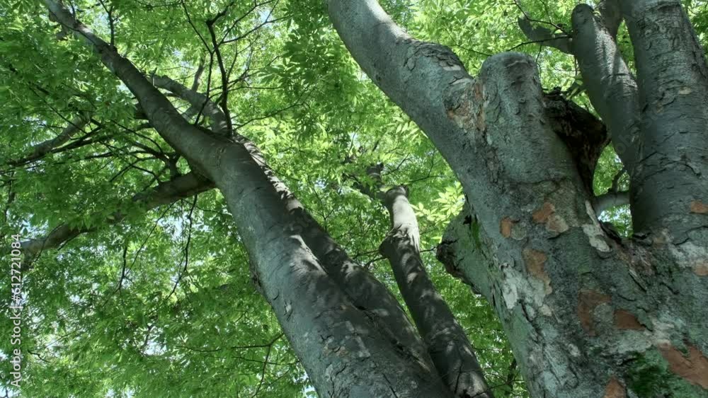 春、初夏、夏の晴天の森の木とさわやかな新緑の葉に太陽の強い日差しと木漏れ日の影 木陰・レンズフレア 夏休み・ゴールデンウィーク・観光・旅行・アウトドア・洗濯のイメージ背景 春、初夏、夏の晴天の森の木とさわやかな新緑の葉に太陽の強い日差しと木漏れ日の影 木陰・レンズフレア 夏休み・ゴールデンウィーク・観光・旅行・アウトドア・洗濯のイメージ背景