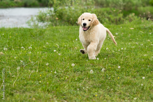 A small funny puppy of a golden retriever runs in the summer on a green meadow, a funny pet