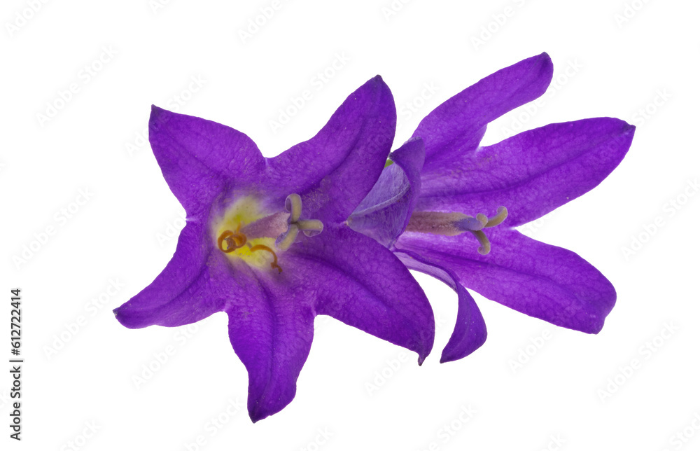 Campanula flower isolated Campanula flower isolated