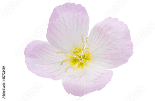 evening primrose flower isolated