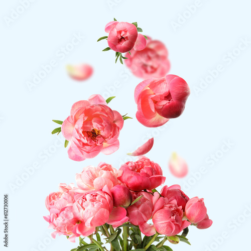 Flower buds and petals flying into bunch of pink peonies on pastel light blue background. Beautiful bouquet