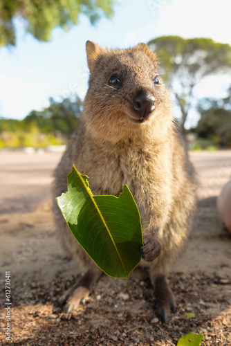 a closeup shot of a happy quokka smiling, holding a leaf and looking into camera, Rottnest Island Australia