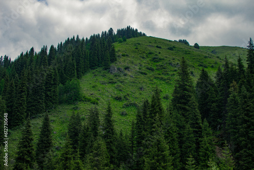 forest in the mountains against the clouds