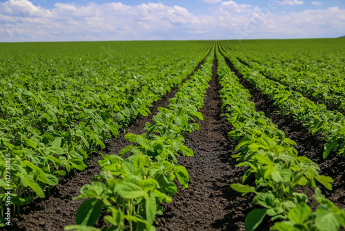 Soybean field ripening at spring season, agricultural landscape