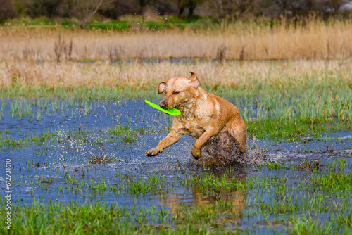 Young labrador retriever dog playing with flying disc at the meadow