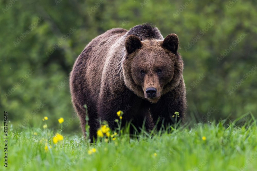 Fototapeta premium Brown bear